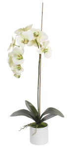 Phalaenopsisx1 potted green 75cm