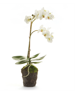 Phalaenopsis Orchid 26" Drop In