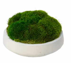 Small White Moss Bowl