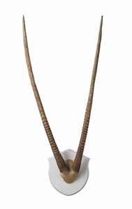Gazelle Horns on Wood Plaque