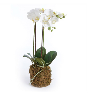 Phalaenopsis Orchid Drop In  23"